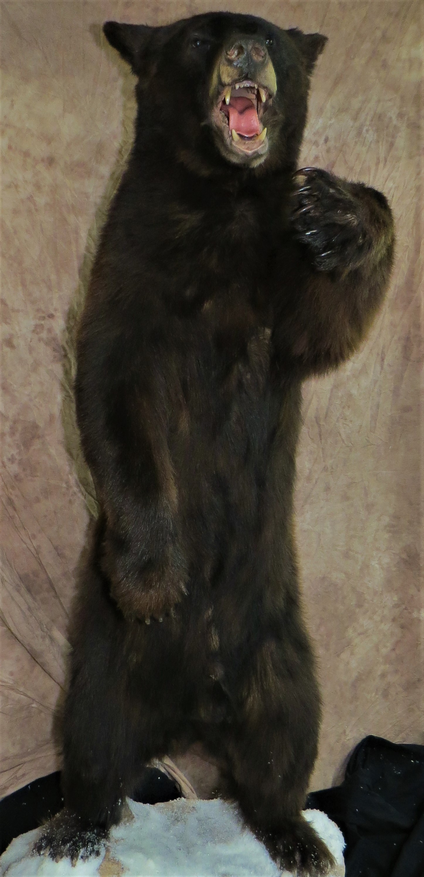 Standing bear 2